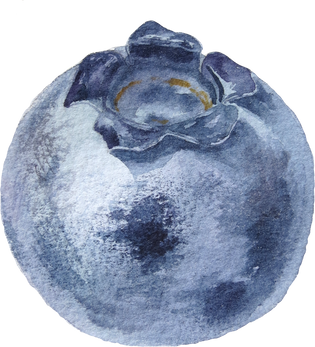 Blueberry watercolor