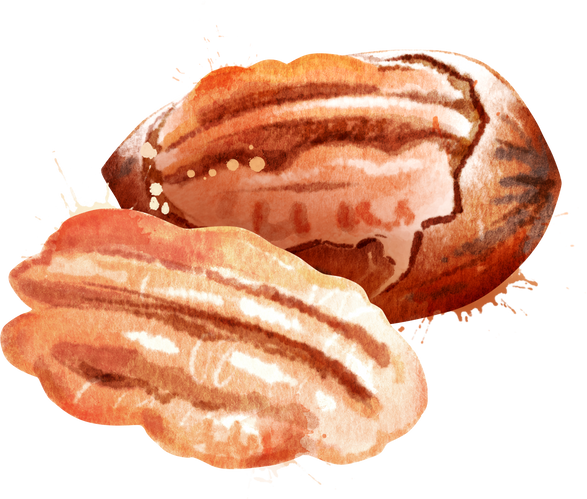 Watercolor Hand Drawn Illustration of Pecan Nut