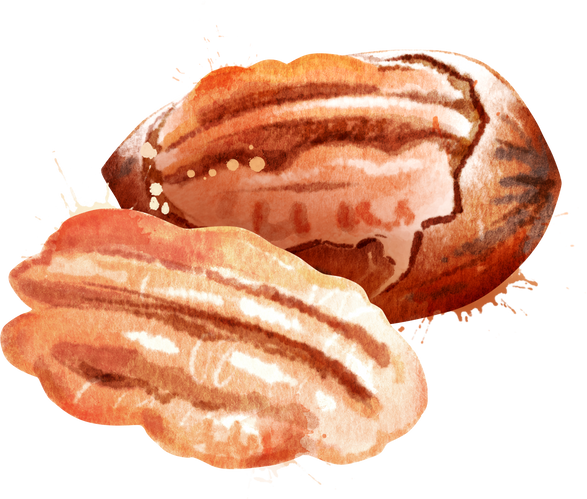 Watercolor Hand Drawn Illustration of Pecan Nut